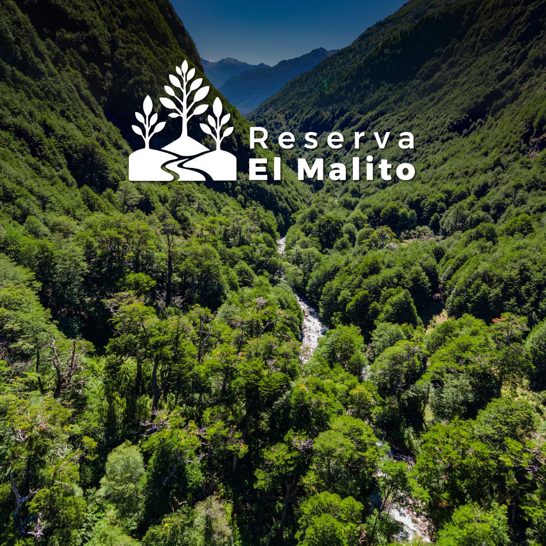 caratula-el-malito